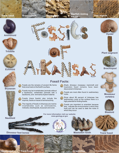 Fossils of Arkansas Poster 2010