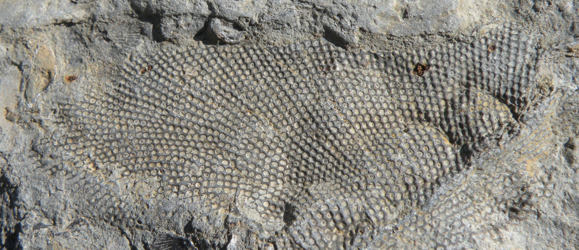 Second slide Fossils, fenestrate-bryozoan